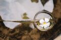 a flower on a utensil