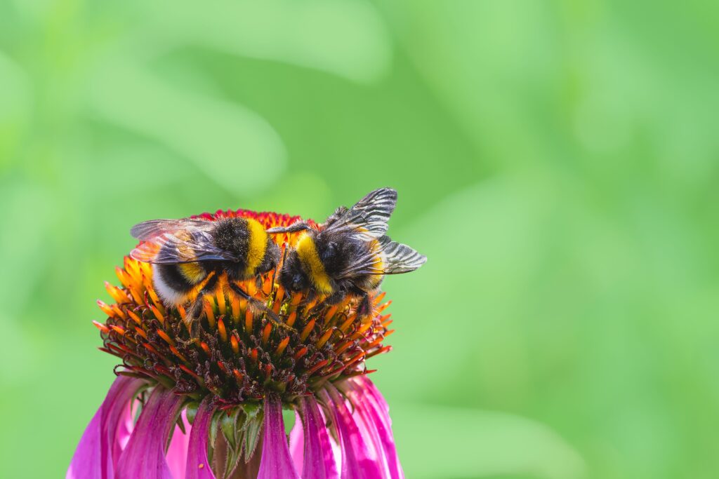 Biodiversity Healthcare