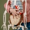 a man holding a plastic science skeleton specimen
