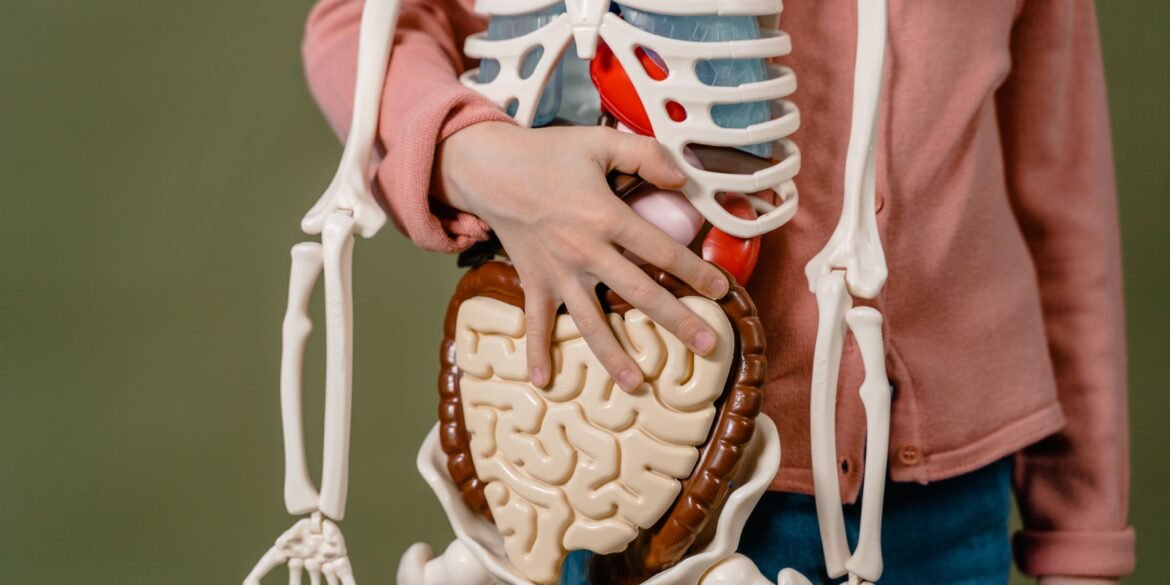 a man holding a plastic science skeleton specimen